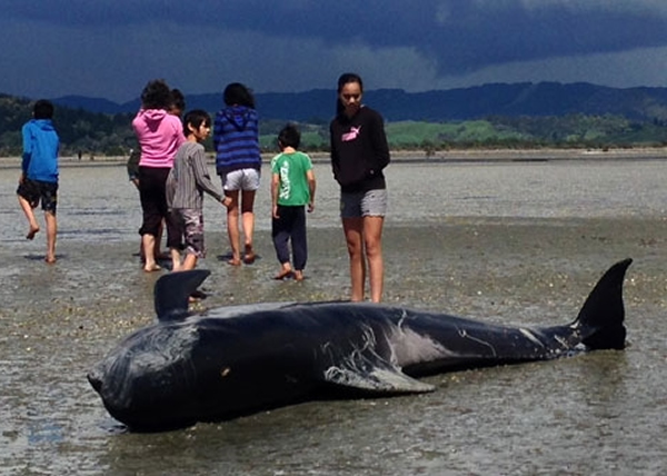 ���캽��ʬ�����ڰ���