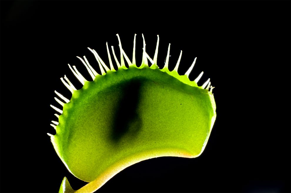 图中的捕蝇草(Venus flytrap,学名Dionaea muscipula)阖上叶片、包住猎物。摄影:ROBERT PICKETT, VISUALS UN