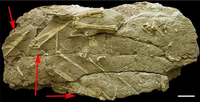 天山哈密翼龙(Hamipterus tianshanensis)标本