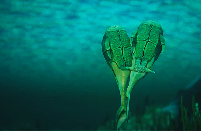 С֫�㣨Microbrachius�����䳡����ԭͼ