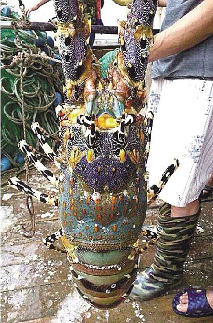 浙江温岭渔民在石塘海域捕捞到1米长大龙虾