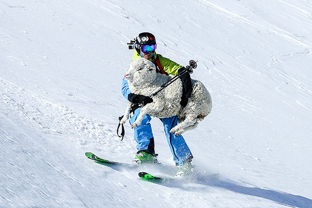 ��������ѩ����һֻ�����ɽ�Ϲ���������չ����Ԯ