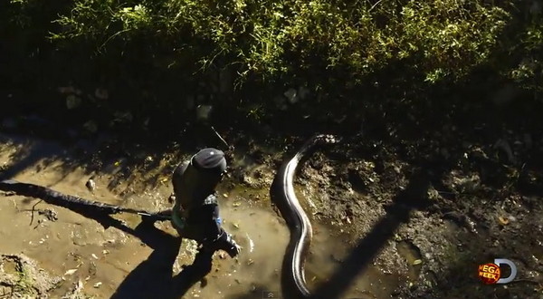 Discovery¼ƬEaten AliveҪҰƬ˱̽