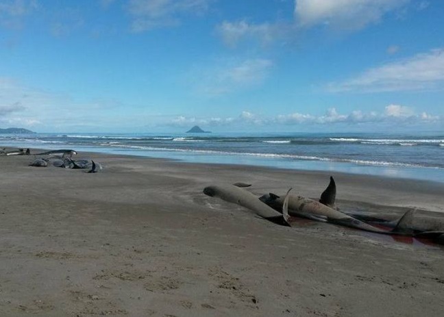 ��20���������������캽���ٴθ�ǳ�ں�̲�ϡ�