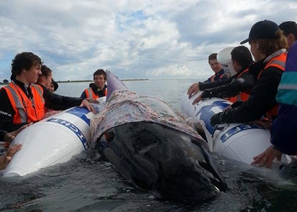 �幤��ë��������ǰ�������ȸ�ǳ�ľ��㡣