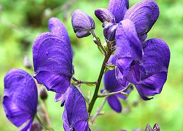 ��ͷ(ͼ)��һ������ëݢ�ƵĿ���ֲ�����״�Ʒ�ñ����������ħ��ͷ������ɮ�¶�ñ����