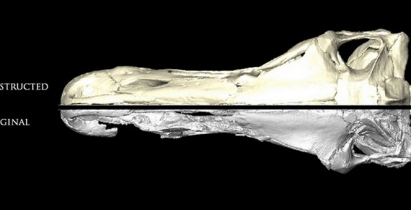 Ӣ���о��ŶӲ������ֻ��ָ�������ͷ��