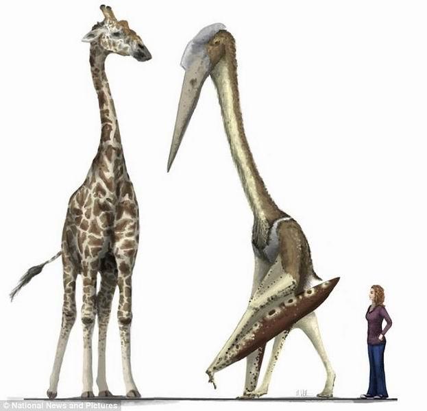 翼龙的体型大小与现代长颈鹿和人类的身高对比