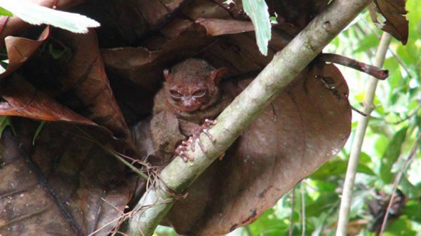 ���ɱ��۾���˯������