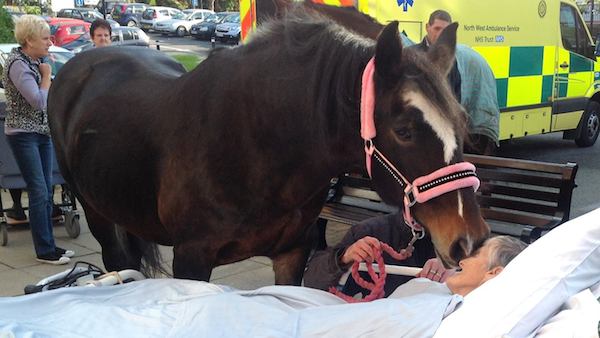 Ӣ������������ǰ�밮��������