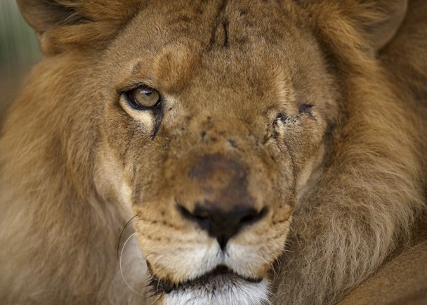 ����ʨ������Ϸ���ڲ���Ű��������һֻʨ�ӵ����۸���ä��