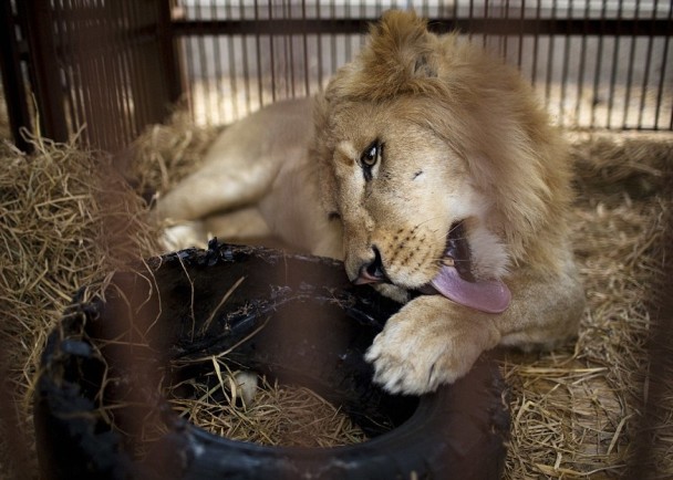 ʨ���Ǿ���4��ĵȴ����տ�Ǩ�뵤���Ұ�����ﱣ������