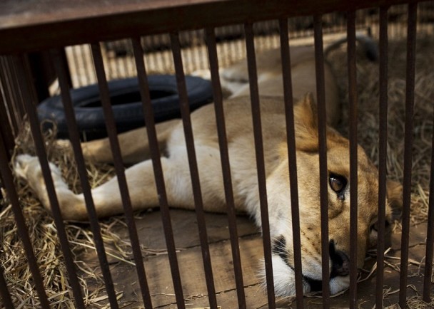 ʨ�ӱ���ǰ����Ϸ���ڲ���Ű����