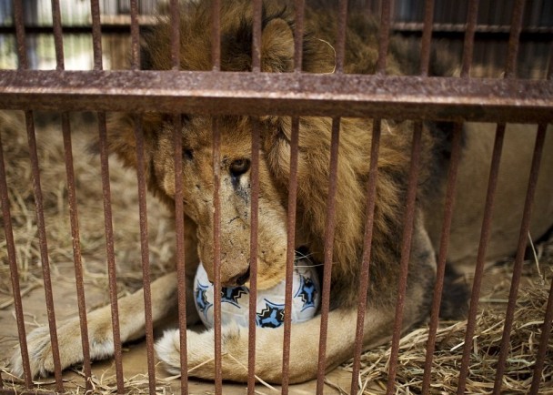 Ұ��������֯4��ǰ�ȳ���Űʨ�ӡ�