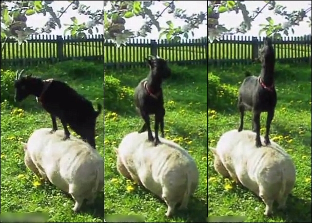 ������������������Ҷ��