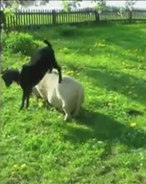 ���������Ҷ�����ص��档