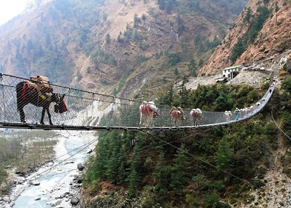 尼泊尔的牲口专用桥,用作纾解牲口在道路挤塞的问题。