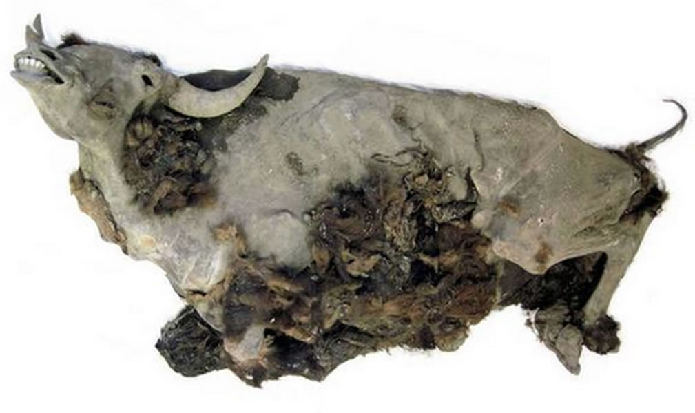 俄罗斯西伯利亚现9300年前野牛冰冻木乃伊