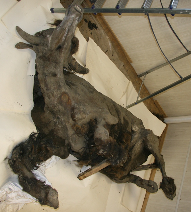 俄罗斯西伯利亚现9300年前野牛冰冻木乃伊