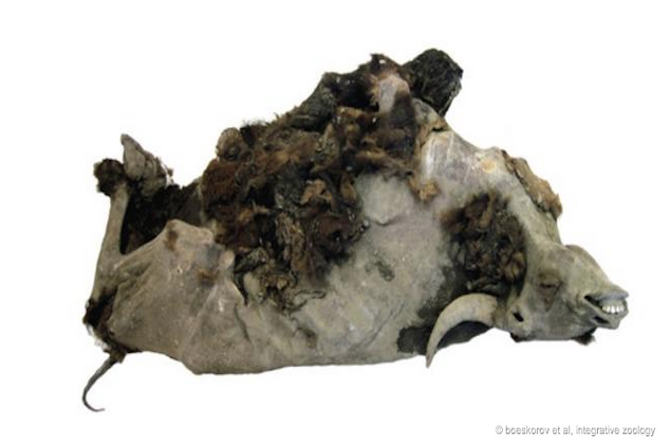 俄罗斯西伯利亚现9300年前野牛冰冻木乃伊