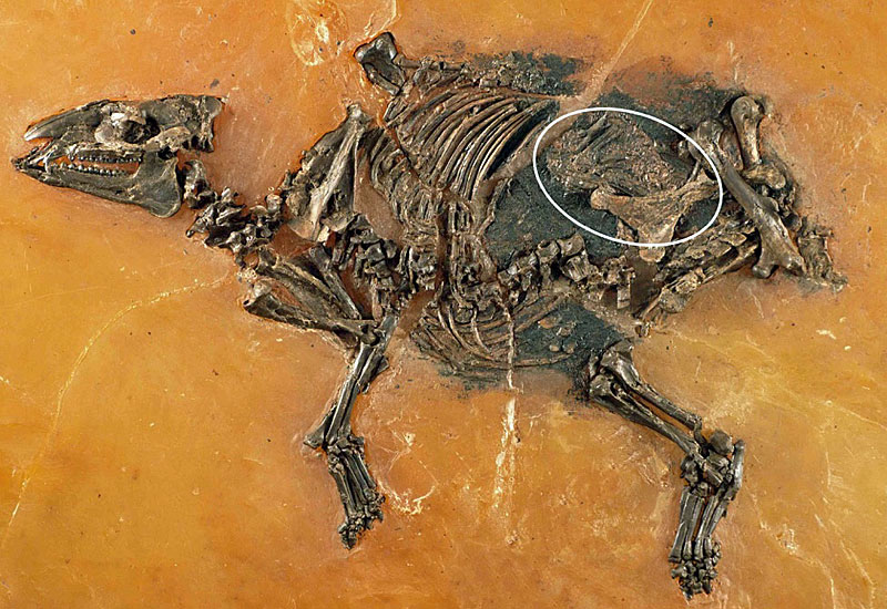 德国法兰克福附近一个页岩矿发现4700万年前一只怀孕的母马化石
