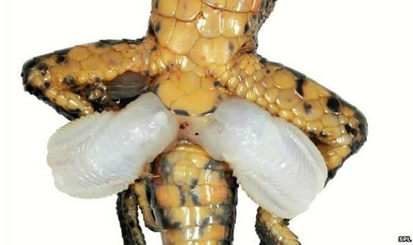 ӵ˫µоʾԴ֫Ĳйء