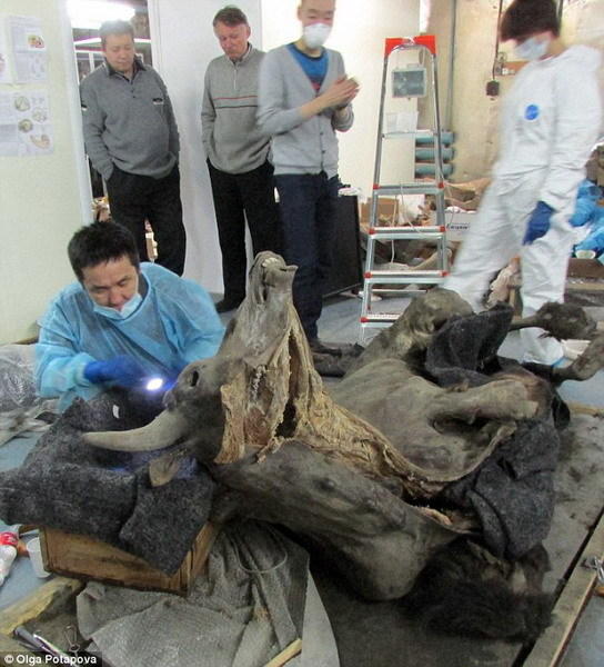 2011年7月,考古学家在西伯利亚地区萨哈共和国境内发现一只9300年前的野牛尸体,直到目前才对这具尸体进行“验尸”,结果发现它具有完整的大脑、心脏、血管和消化