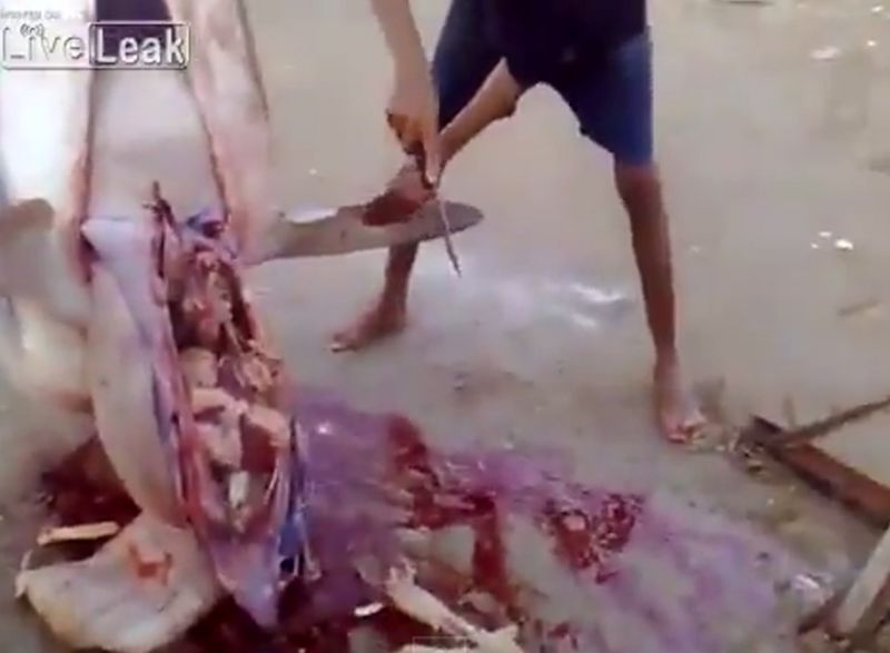 ��֣��캣������ �ʿ��󾹷��ֶ�����һ��ͷ��Ĳк�