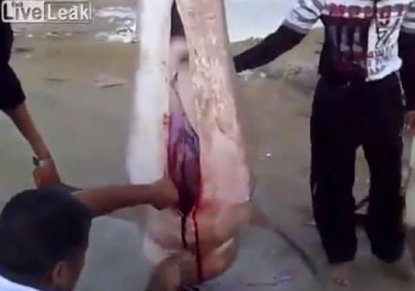 ��֣��캣������ �ʿ��󾹷��ֶ�����һ��ͷ��Ĳк�