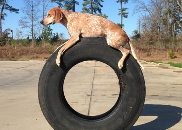 ��ʹ��ԲԲ�ĳ�̥��Ҳ�Ѳ������ϡ�