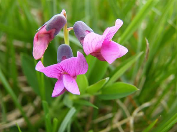 Ӣ������ѧ�ҷ���һ���ָ��������ʯ骶����������Ч��