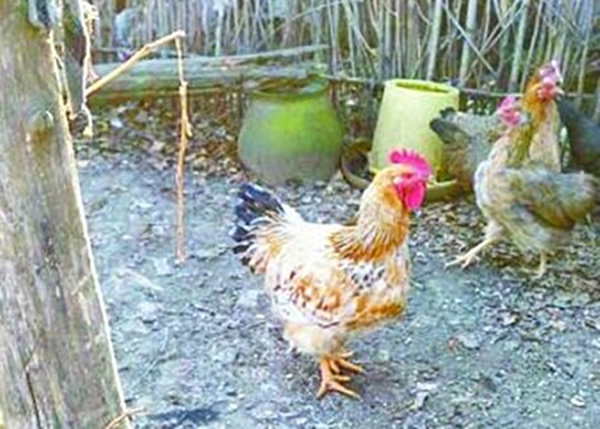 母鸡竟慢慢长出了大红鸡冠及尾巴,有如一只公鸡。
