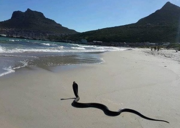 长达2米的黄金眼镜蛇,在海滩晒日光浴。