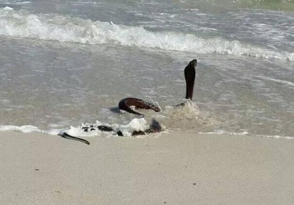 眼镜蛇更会进入水中。