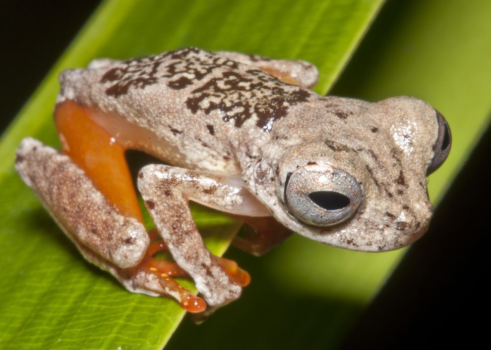 �·��ֵġ������ܡ����������ϣ����ż�Ϊϸ���Ľ�ֺ�� Photograph by Marcel Sturaro