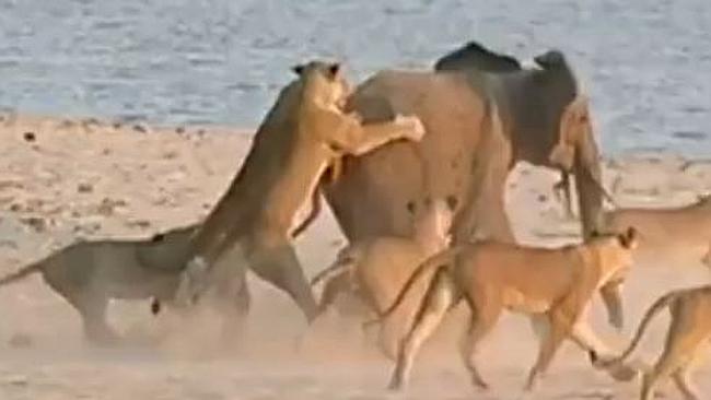 �з��ޱ���С���14ֻʨ�ӿ�������