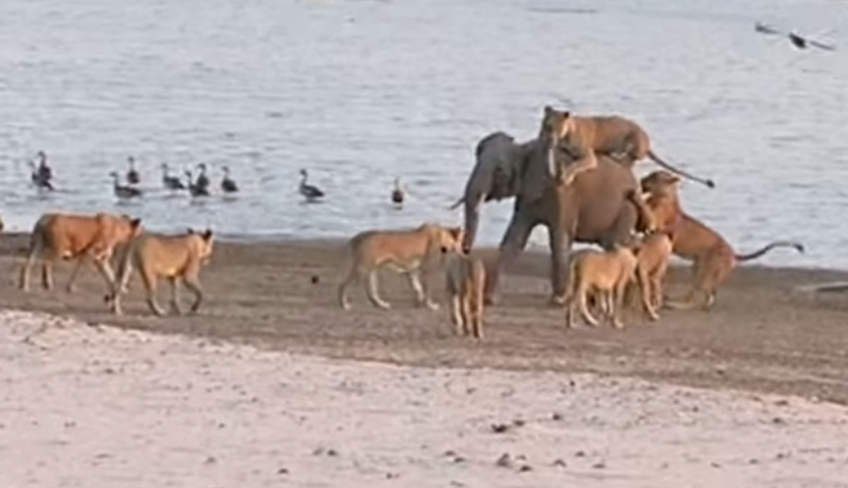 �з��ޱ���С���14ֻʨ�ӿ�������