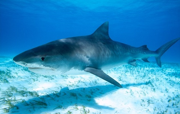 ���ɱ����񲶻���ͻ��� �ʸ���Ȼ���ֶ��ھ���һ����ͷ��ͼΪһ�����衣