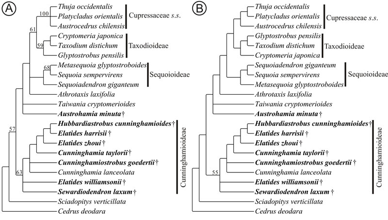 包括现生和化石类群的柏科系统发育树
