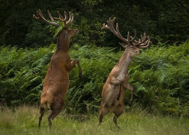 ��Է����¹ֻ�˷ܵص�����