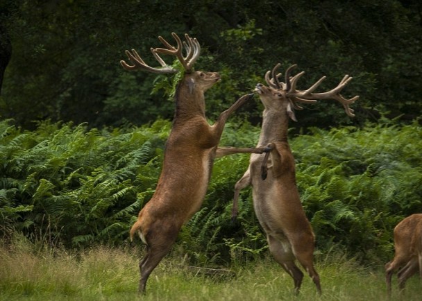 ���ǵ�ģ���������°�ǣ�����衣