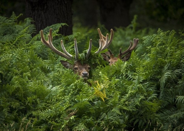 ��ֻ¹������ڲݴ��У��ǳ����ߡ�