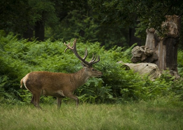 ����һֻ¹�����ļ����������˵���Ӱ��