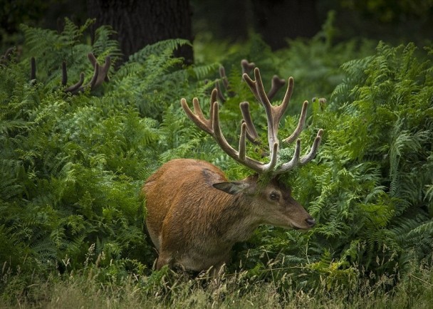 ��ֻ¹������׽�Բء�