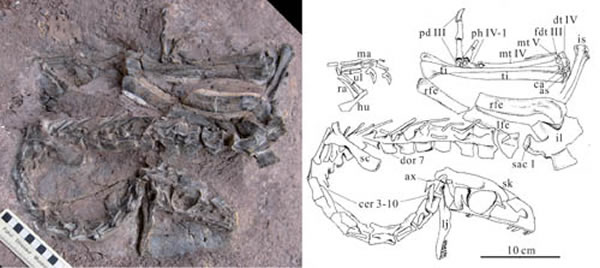 ���·��ֵ�»���̹ŵ�����Panguraptor lufengensis��