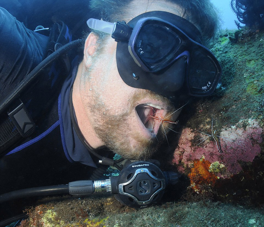布伦南张开嘴和海底清洁虾嬉戏。