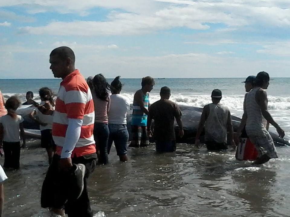 ֩ʱ20141114գ˹Popoyo̲ڰһֻǳľ