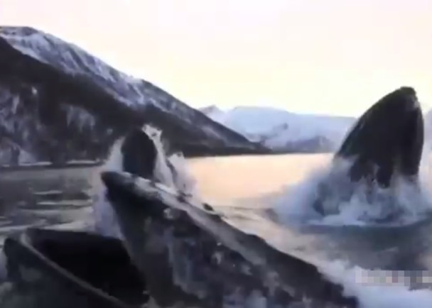 ��ͷ��ȺͻȻ����ˮ���ſں�����������򼸺��������ִ�����