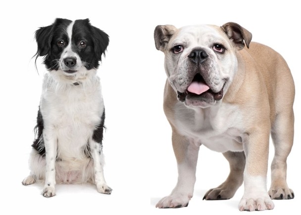 �߾�����Ȯ(��)�����̽ϸߣ�ƽ����������12�ꡣ�����ϻ���(��)��ƽ��ֻ��8�꣬����Ҳ�ϵ͡�