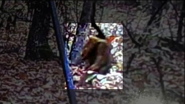 美国密歇根州和得克萨斯州接连有人目击狗头人身怪物